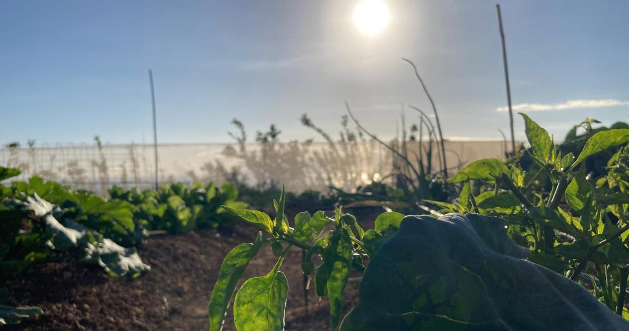 Finca Gaia La Segunda Guía de Isora Eksteriør bilde